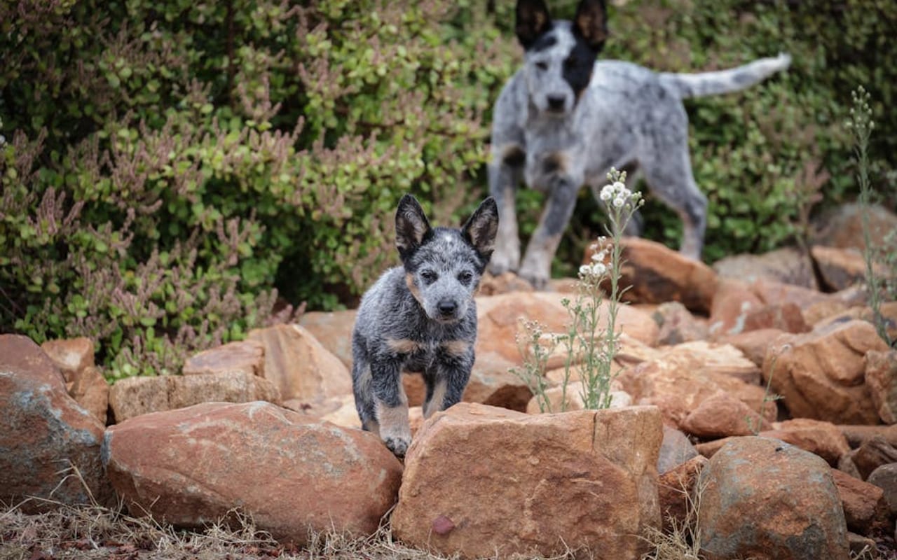 Australian Stumpy Tail Cattle Dog — gallery 4