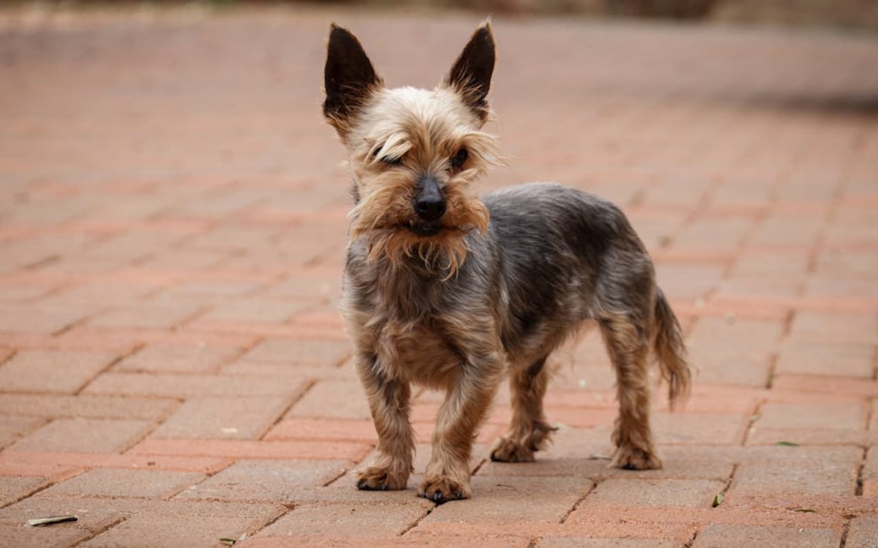 Australian Terrier — gallery 2