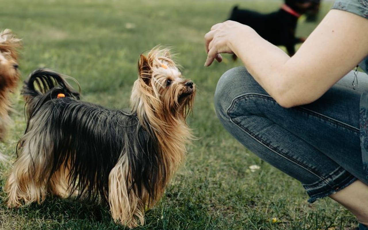 Australian Terrier — gallery 4