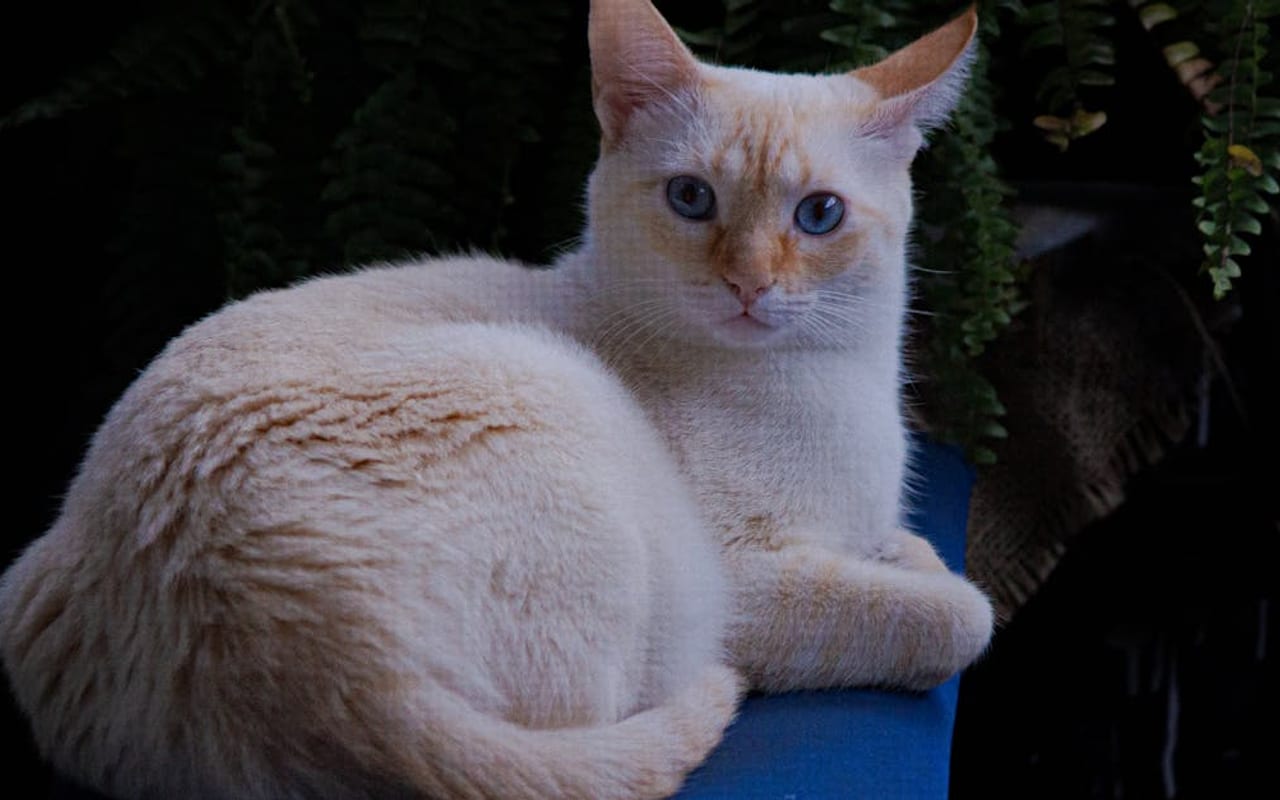 Balinese cat breed