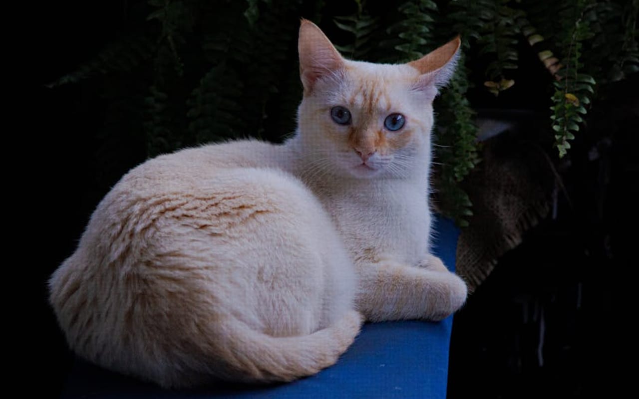 Balinese — gallery 4