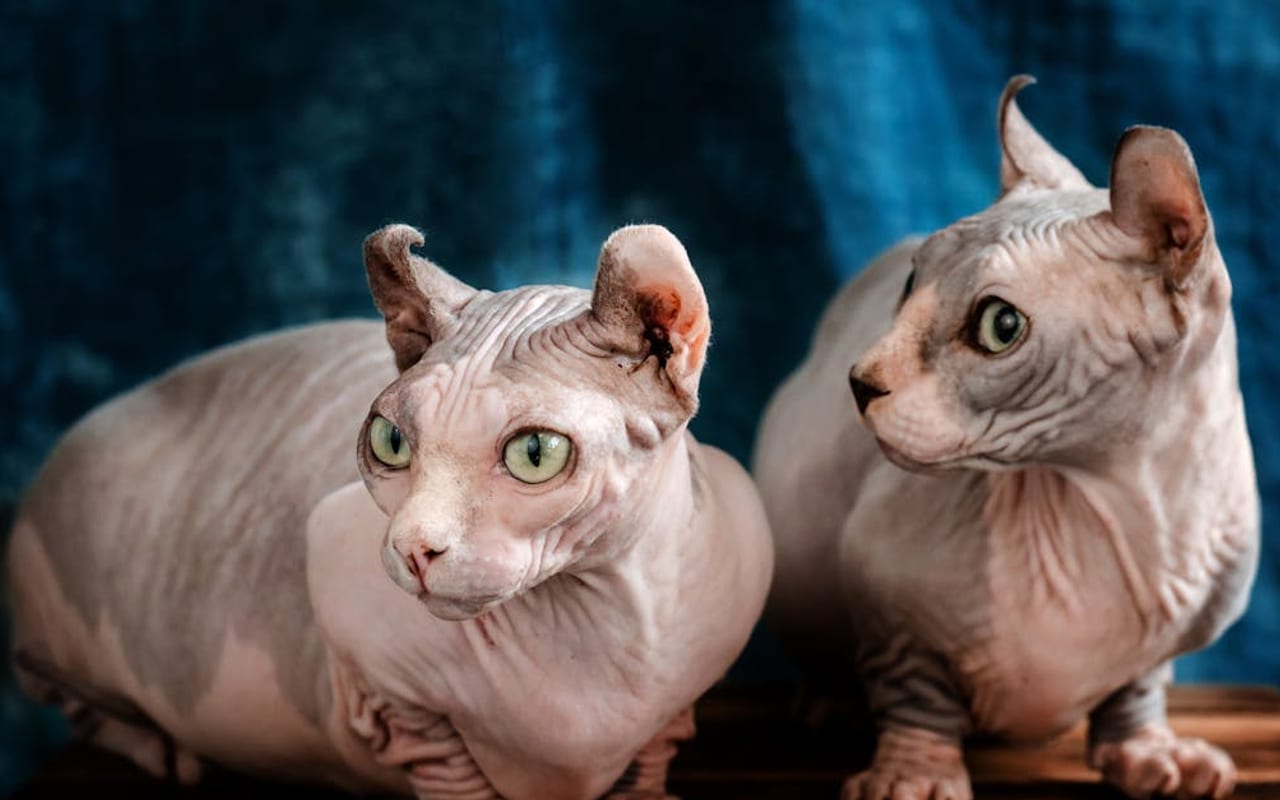 Bambino cat breed portrait