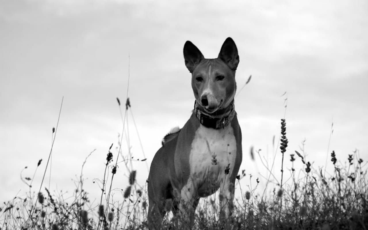 Basenji — gallery 4