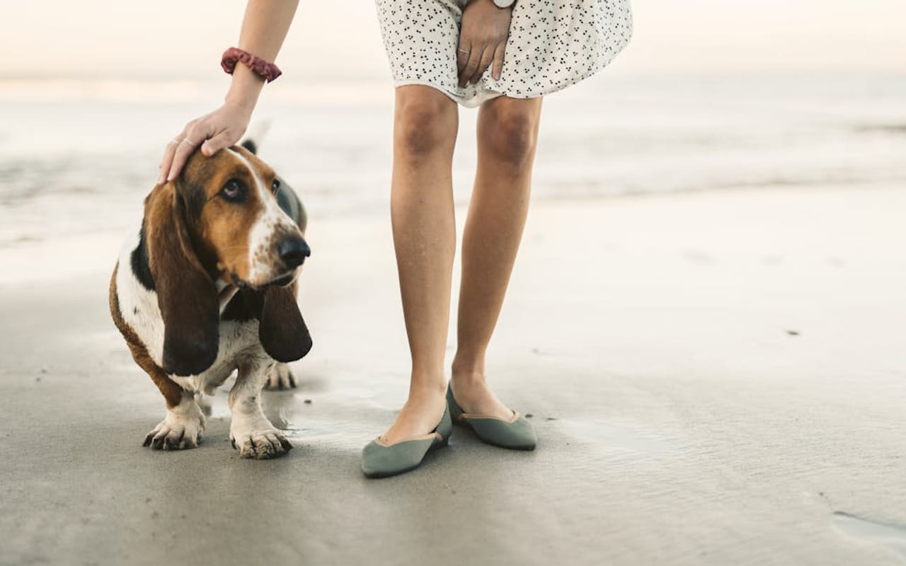 Basset Hound — gallery 2