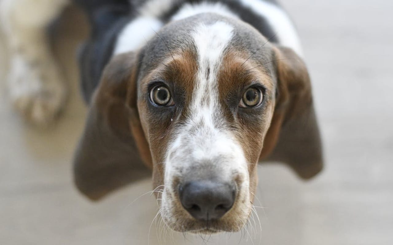 Basset Hound — gallery 3