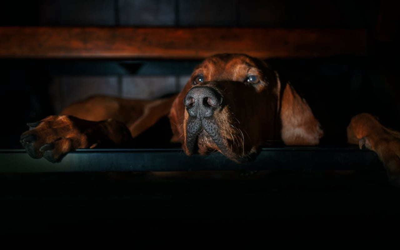 Bavarian Mountain Scent Hound