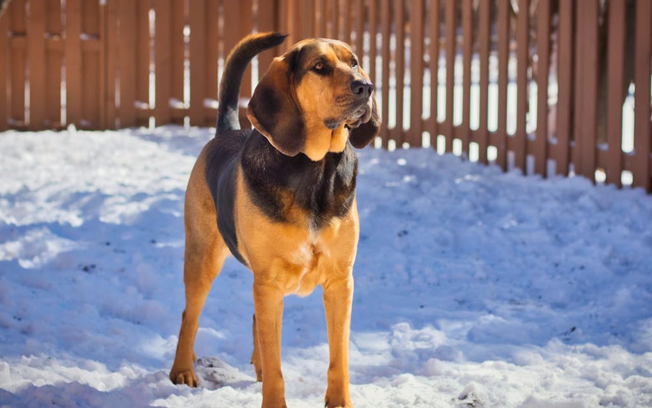 Bavarian Mountain Scent Hound — gallery 2