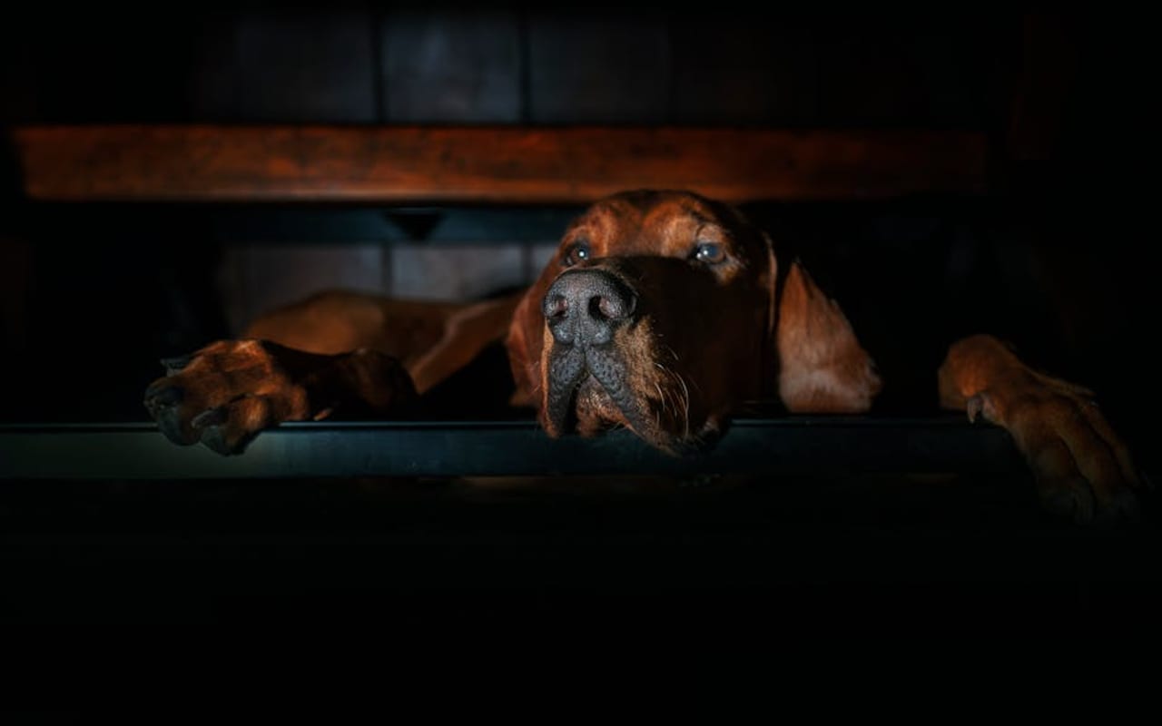 Bavarian Mountain Scent Hound — gallery 4