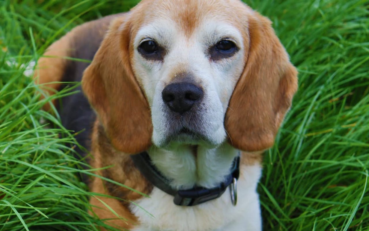 Beagle breed