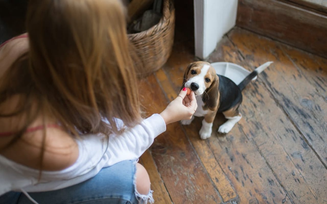 Beagle — gallery 2