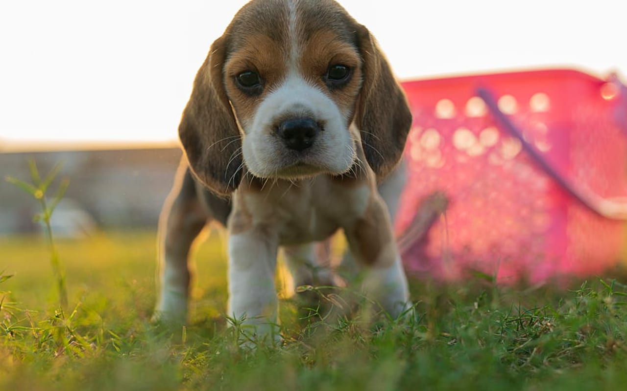 Beagle — gallery 3