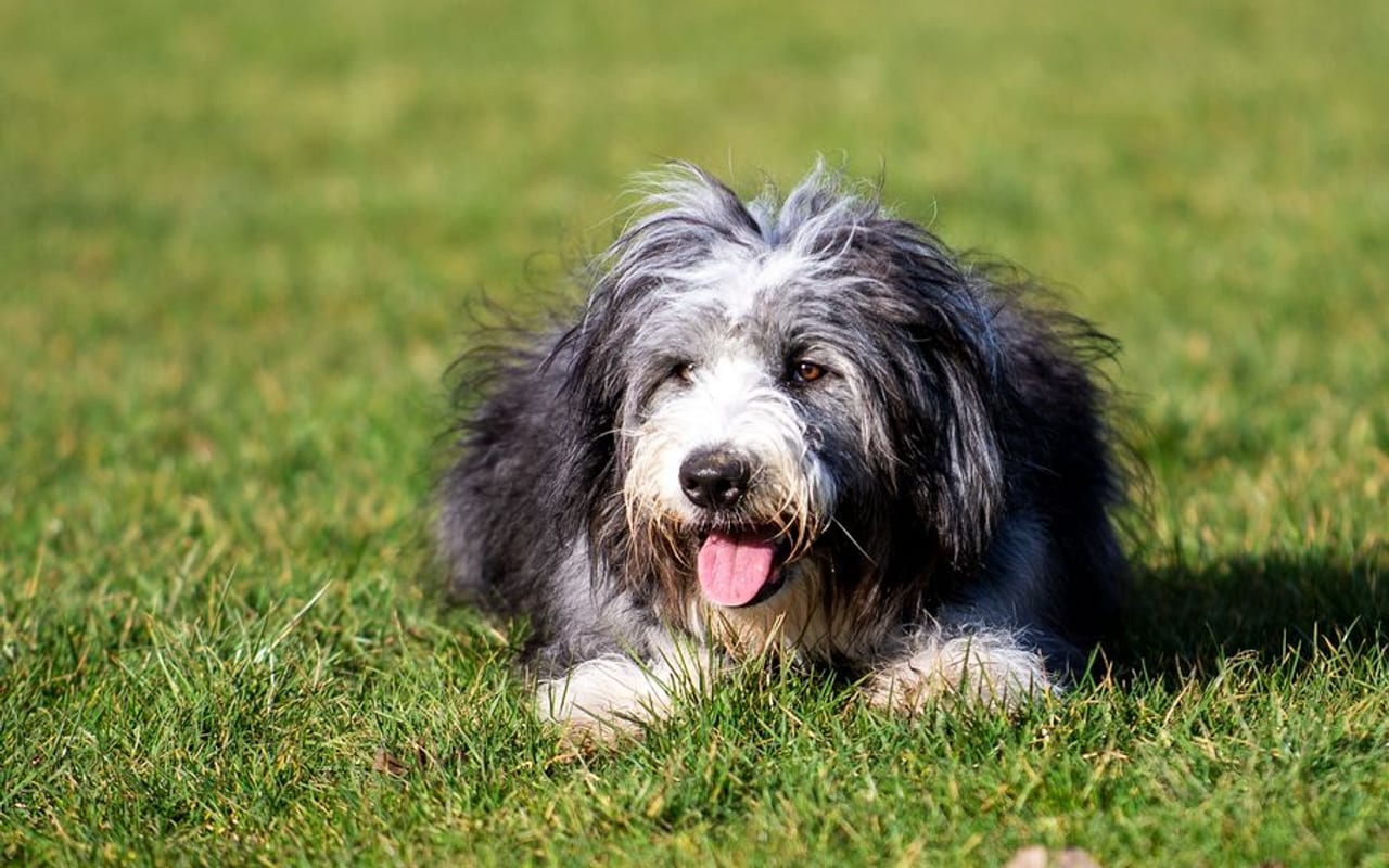 Bearded Collie — gallery 4