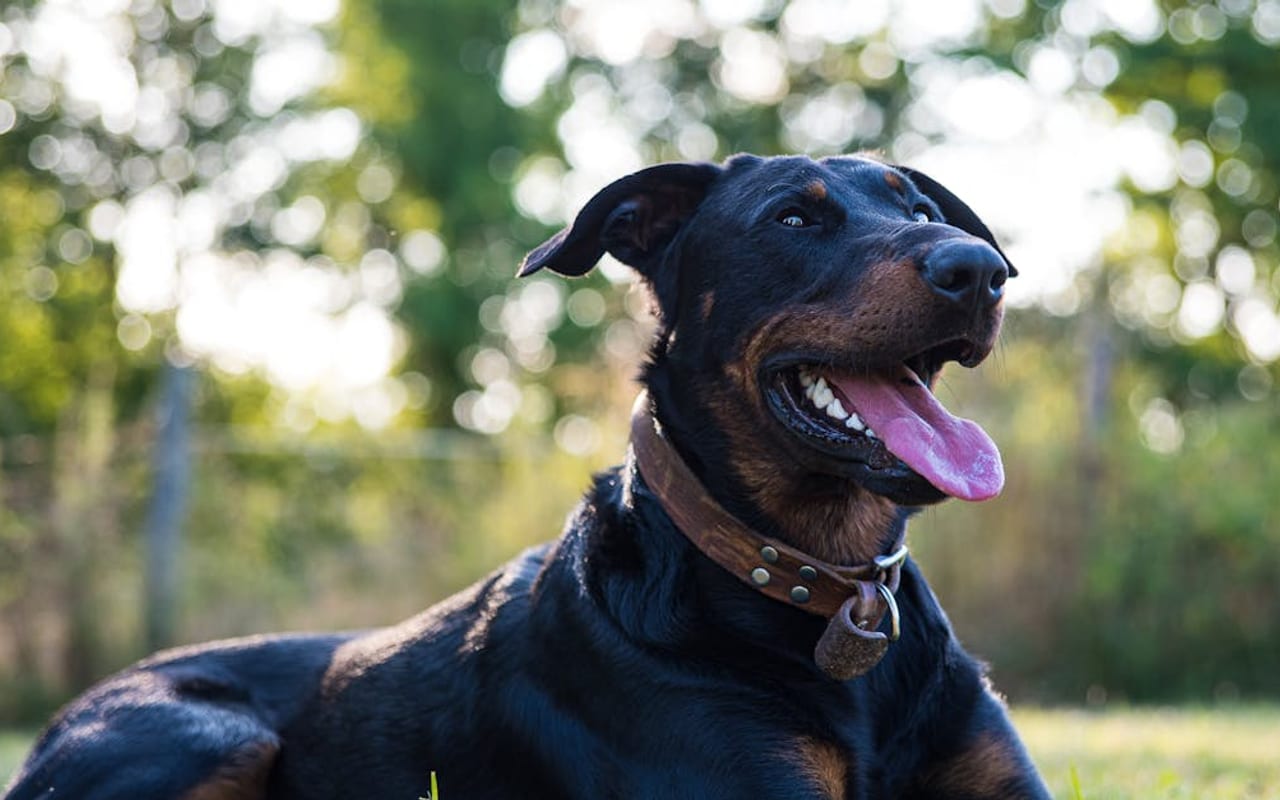 Beauceron