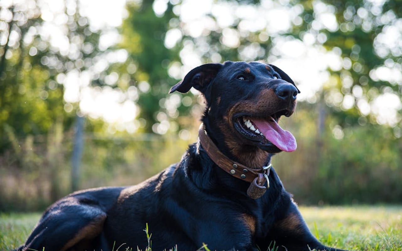 Beauceron — gallery 4
