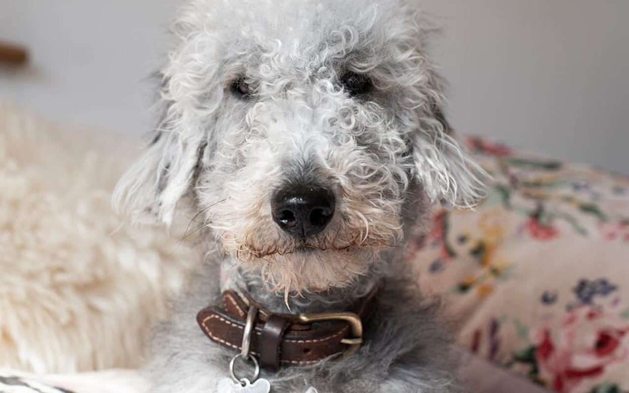 Bedlington Terrier