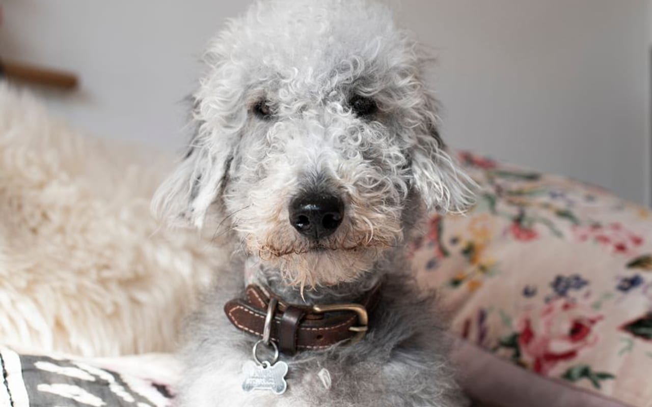 Bedlington Terrier — gallery 4