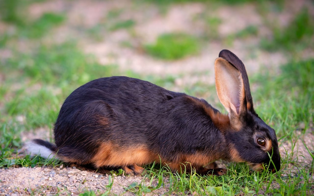 Belgian Hare