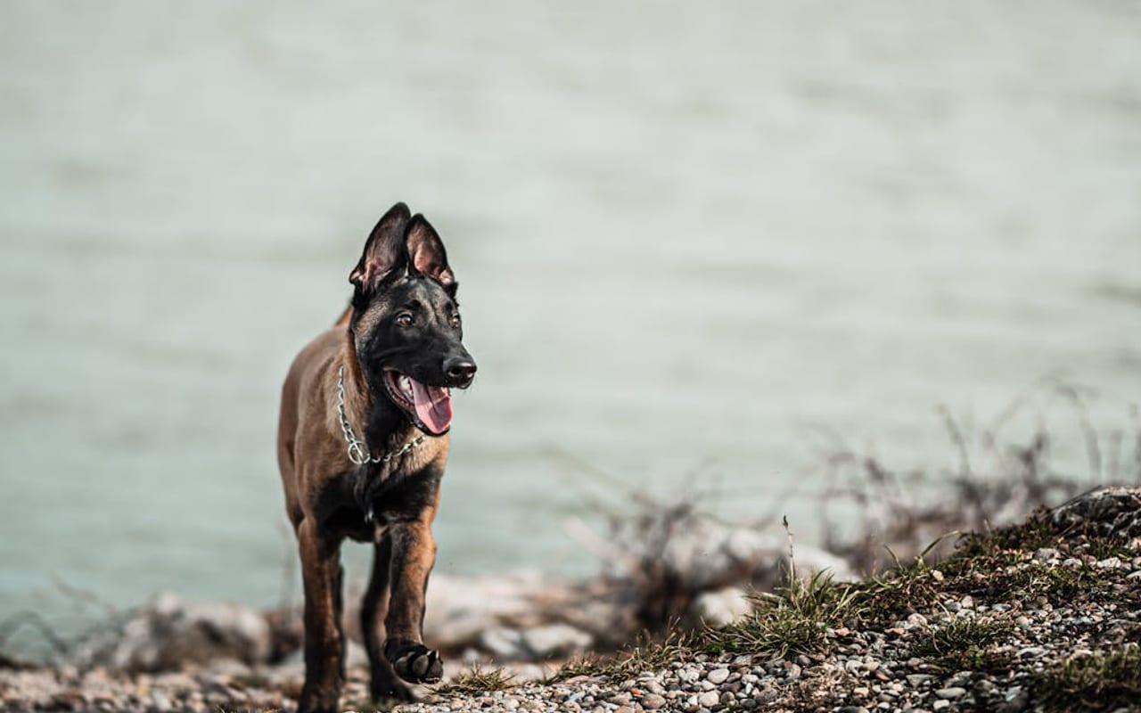 Belgian Malinois breed