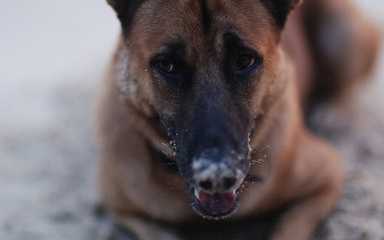 Belgian Malinois — gallery 3
