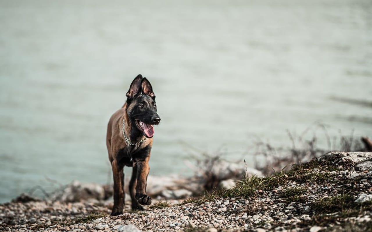 Belgian Malinois — gallery 4