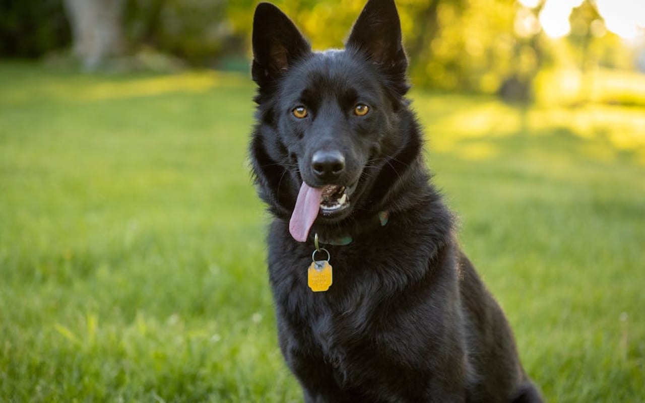 Belgian Sheepdog dog breed portrait
