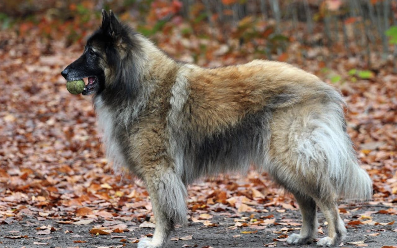 Belgian Sheepdog — gallery 3