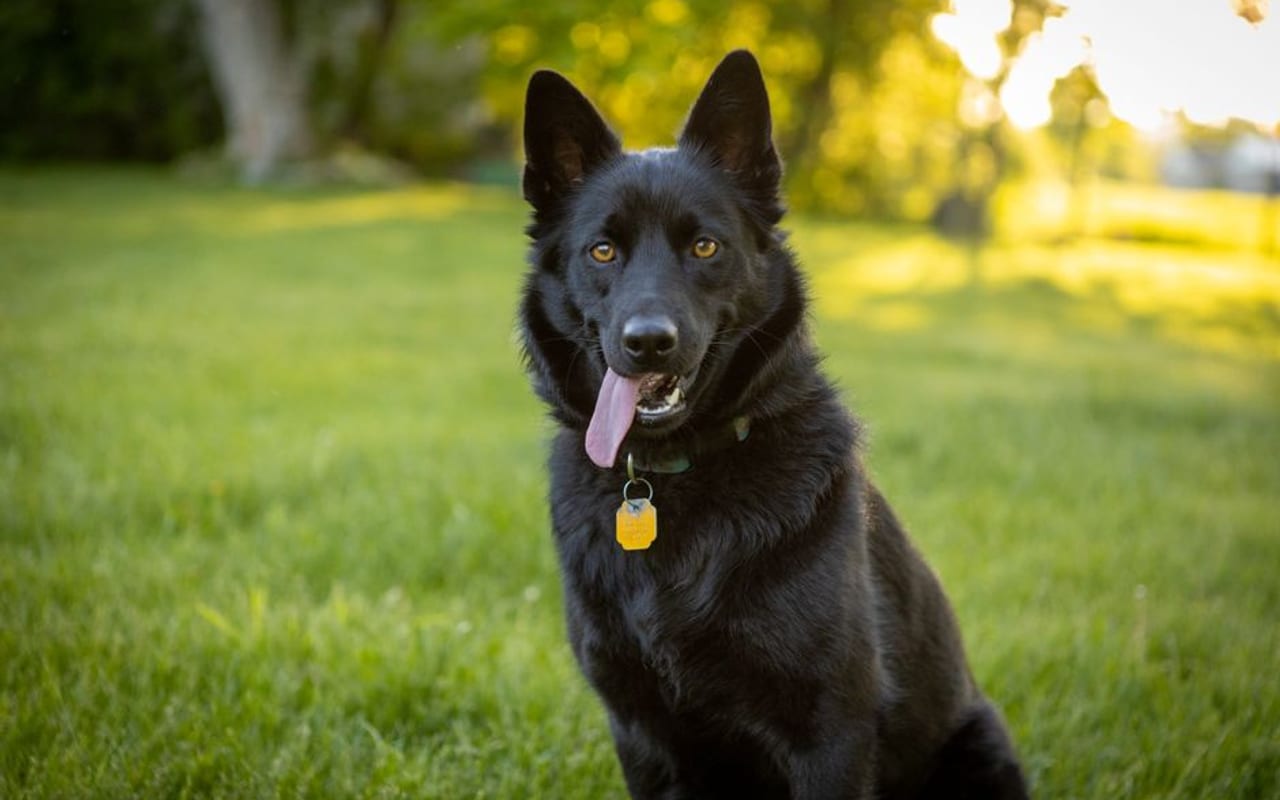 Belgian Sheepdog — gallery 4