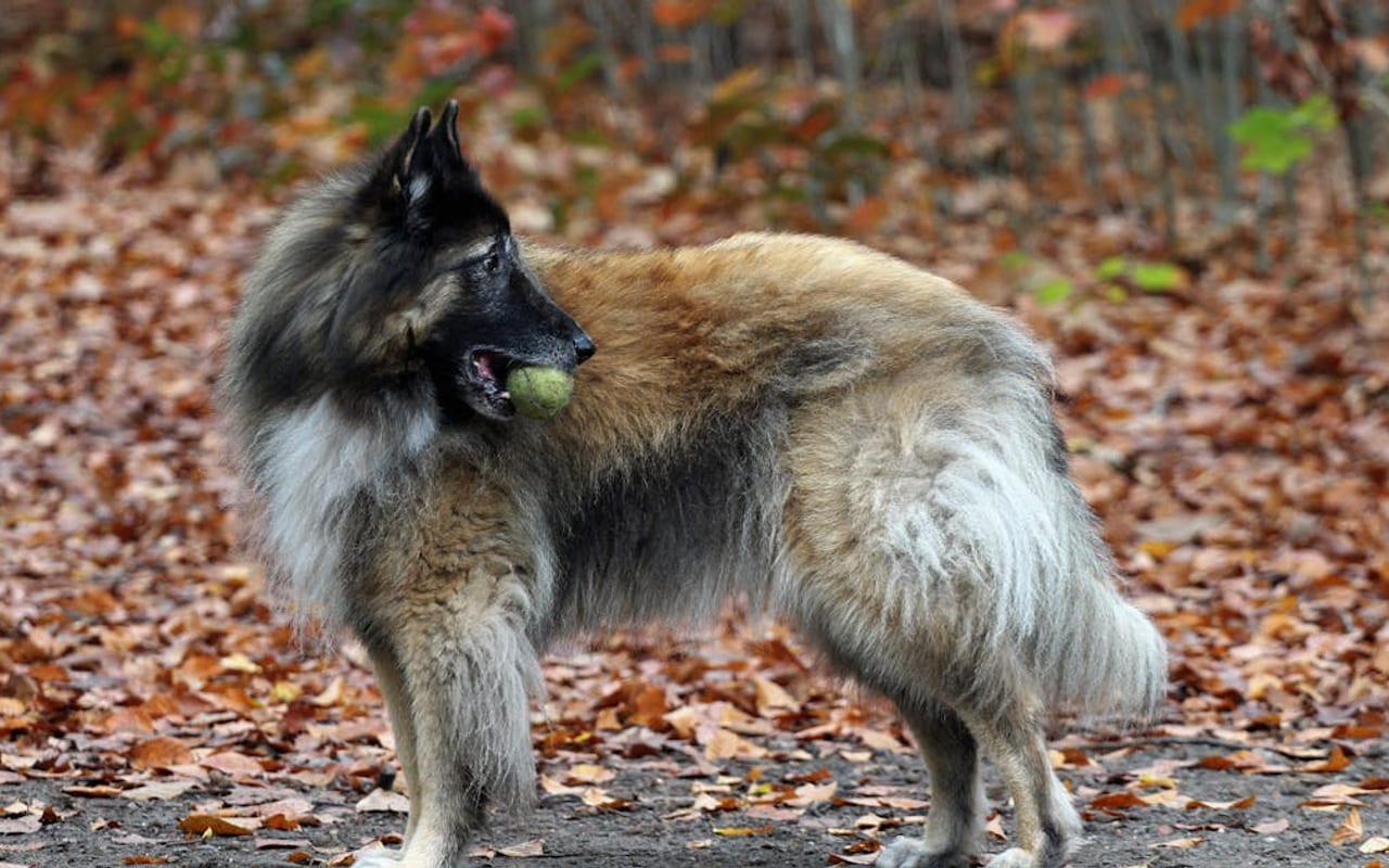 Belgian Tervuren — gallery 2