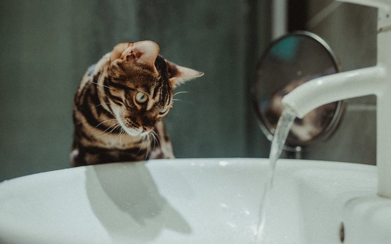 Bengal breed