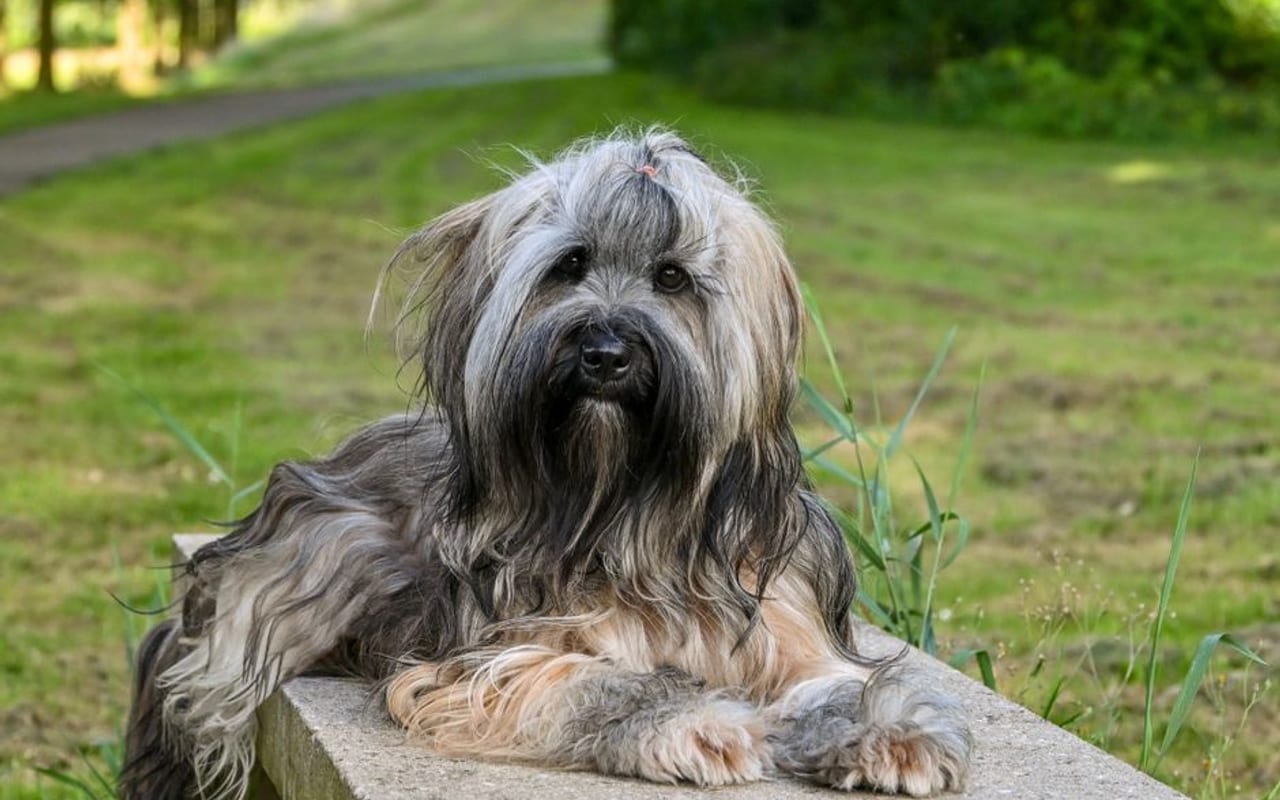 Bergamasco Sheepdog — gallery 4