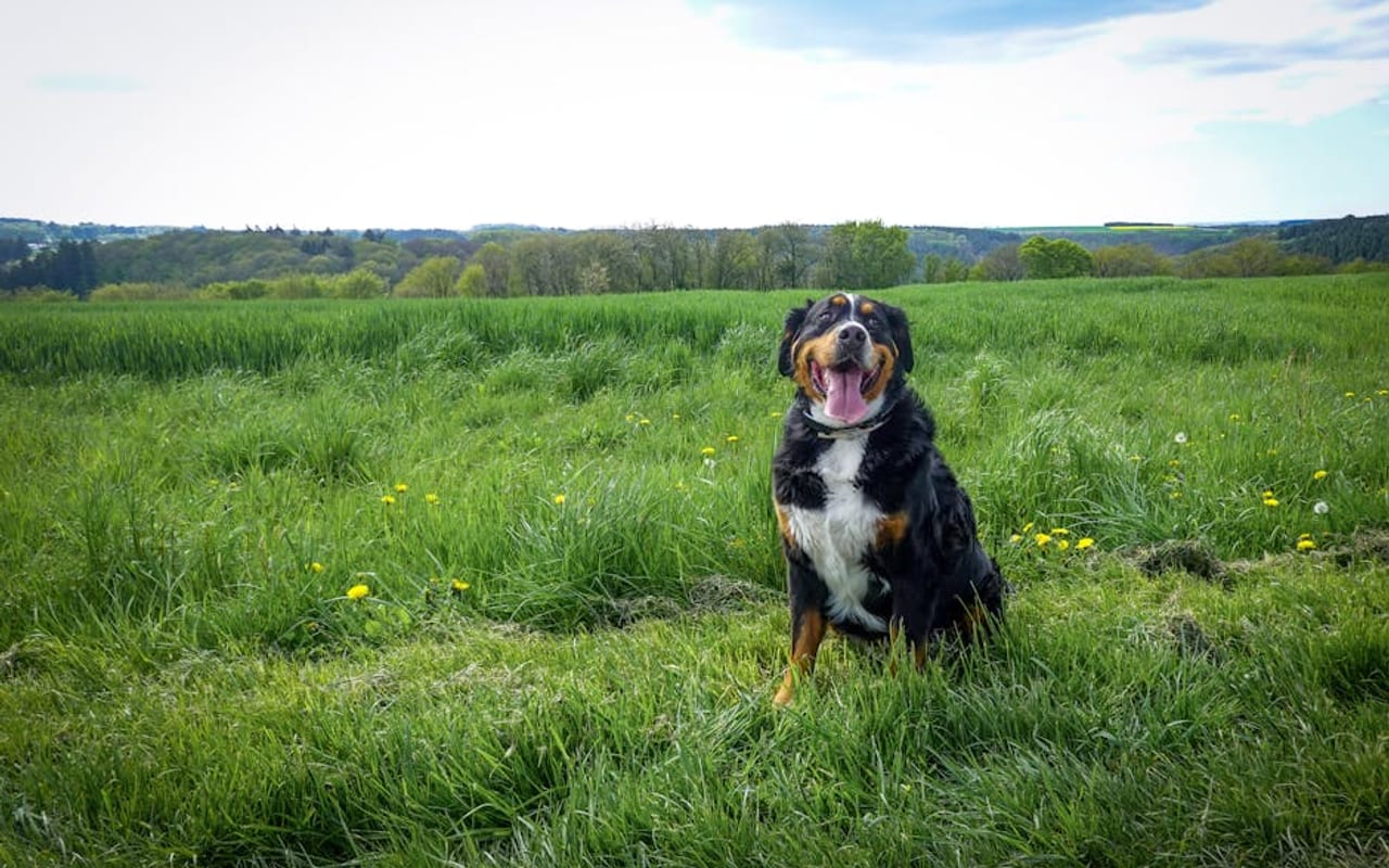 Bernese Mountain Dog — gallery 2 (Pexels)