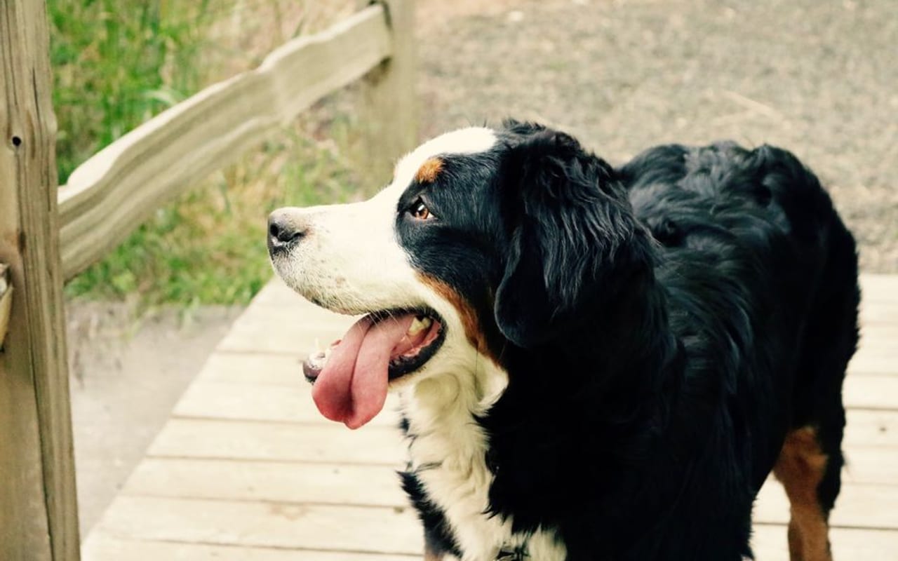 Bernese Mountain Dog