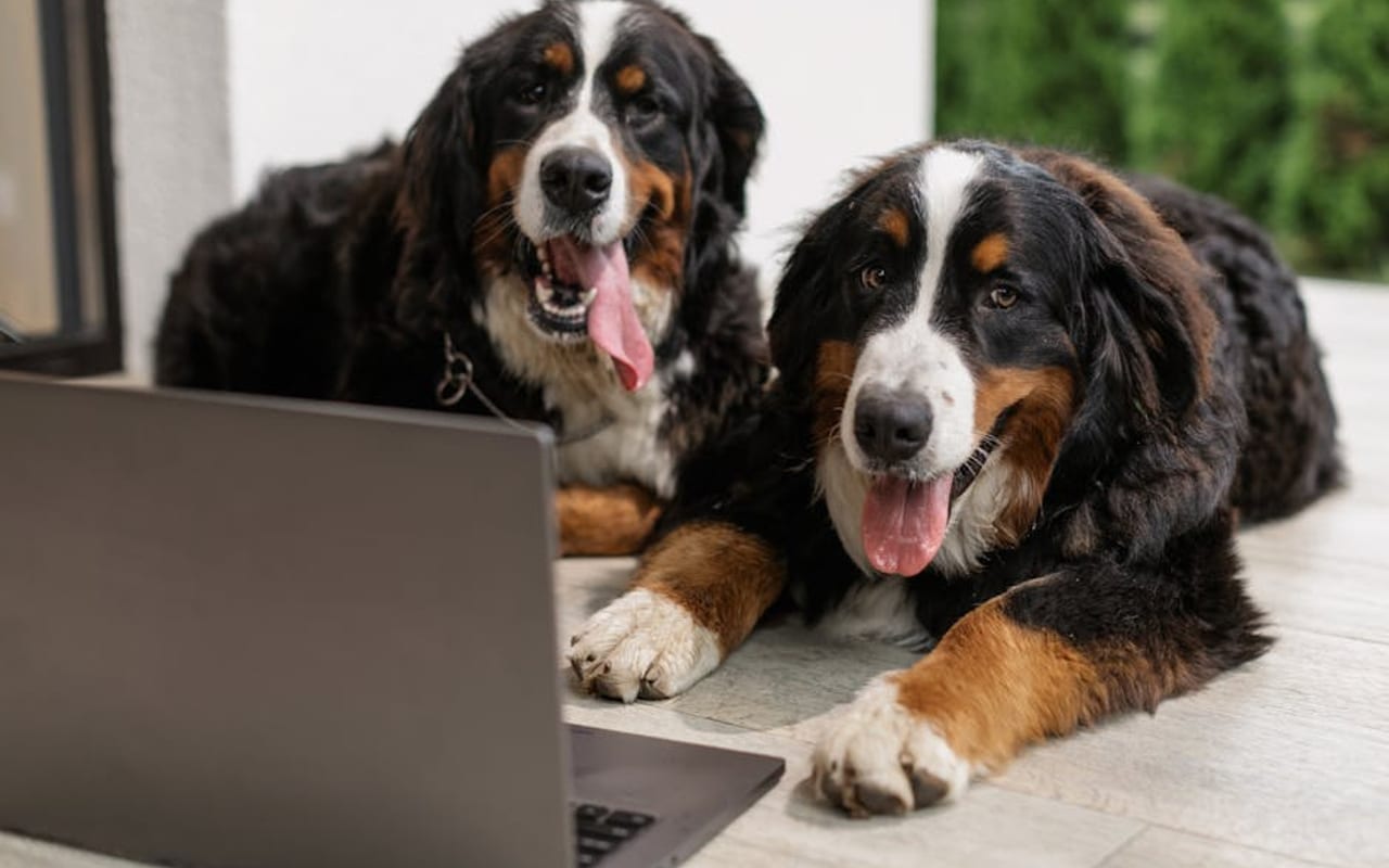 Bernese Mountain Dog — gallery 2