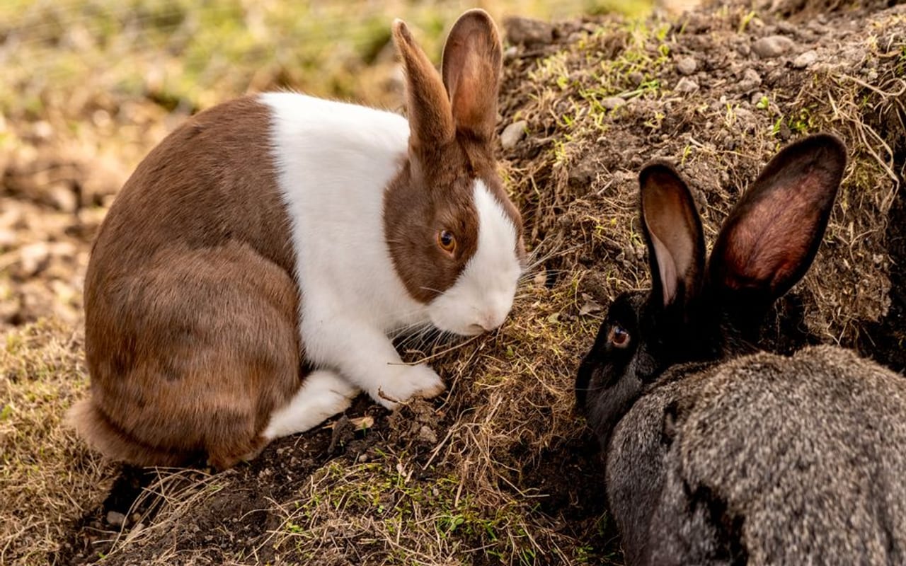 Beveren rabbit