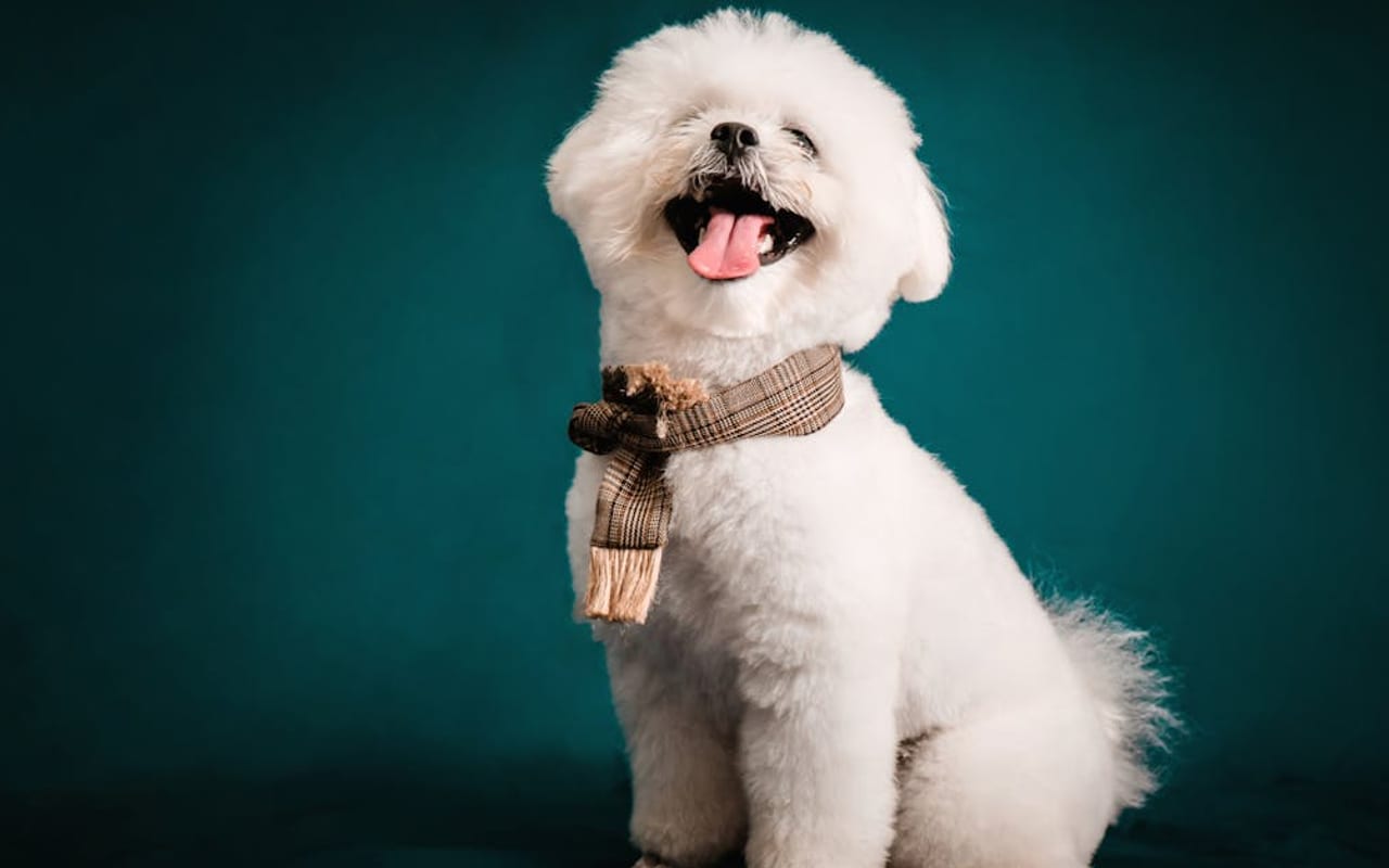 Bichon Frise — gallery 2