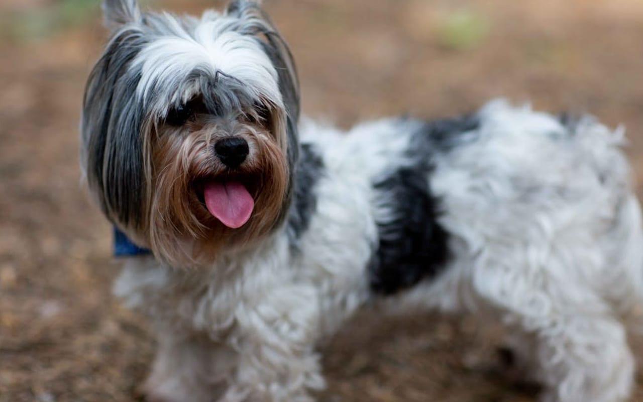 Biewer Terrier dog breed portrait