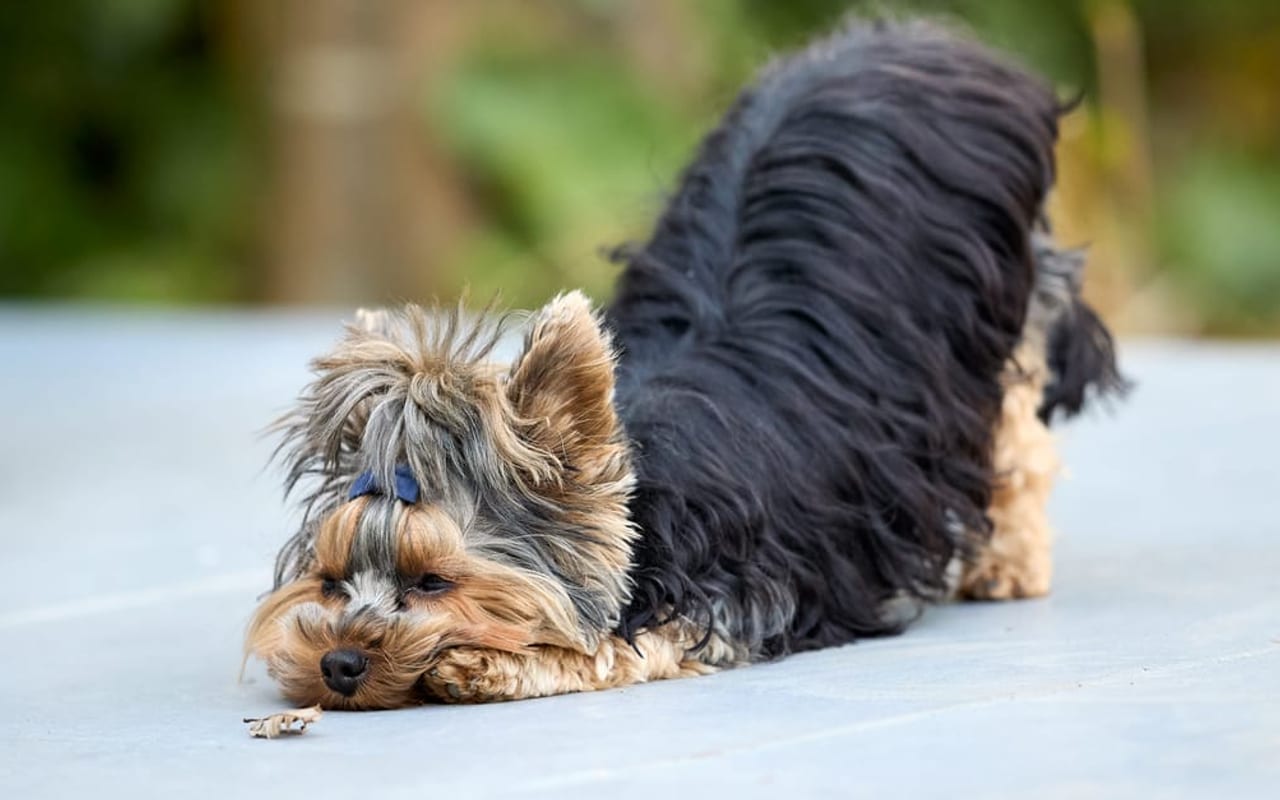Biewer Terrier — gallery 2