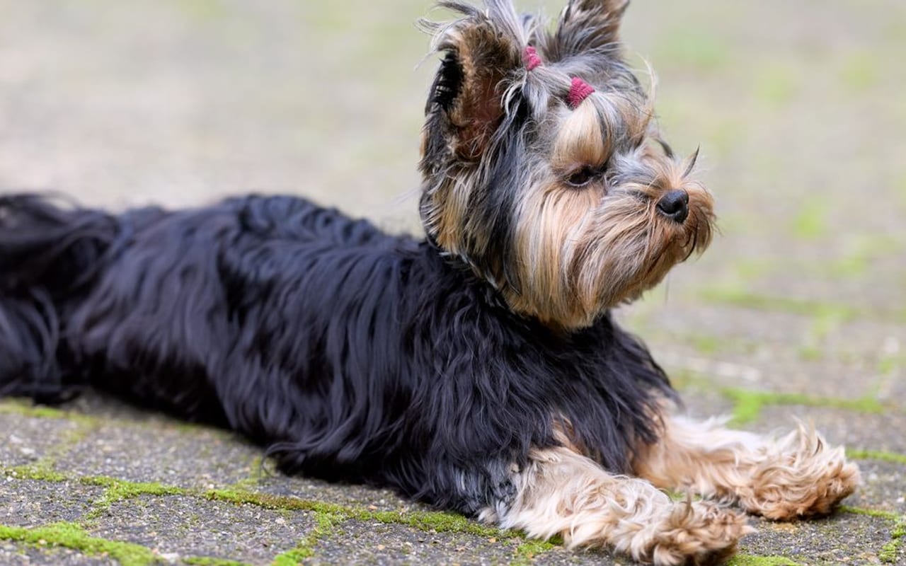 Biewer Terrier — gallery 3