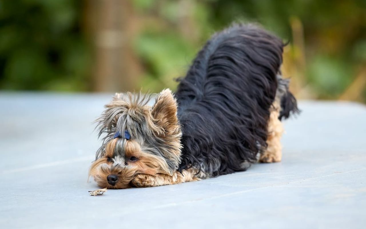 Biewer Terrier — gallery 4
