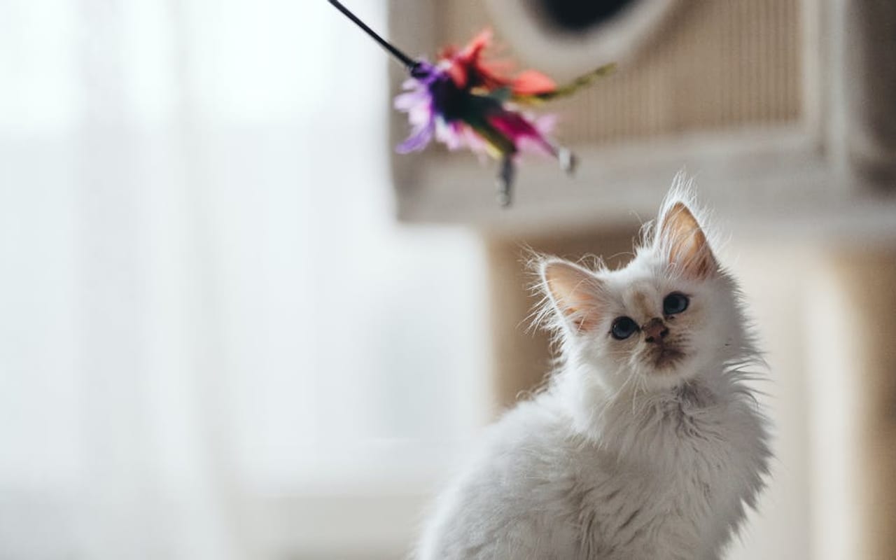 Birman — gallery 2