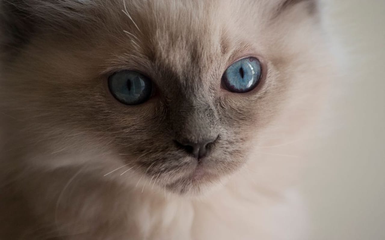 Birman — gallery 4