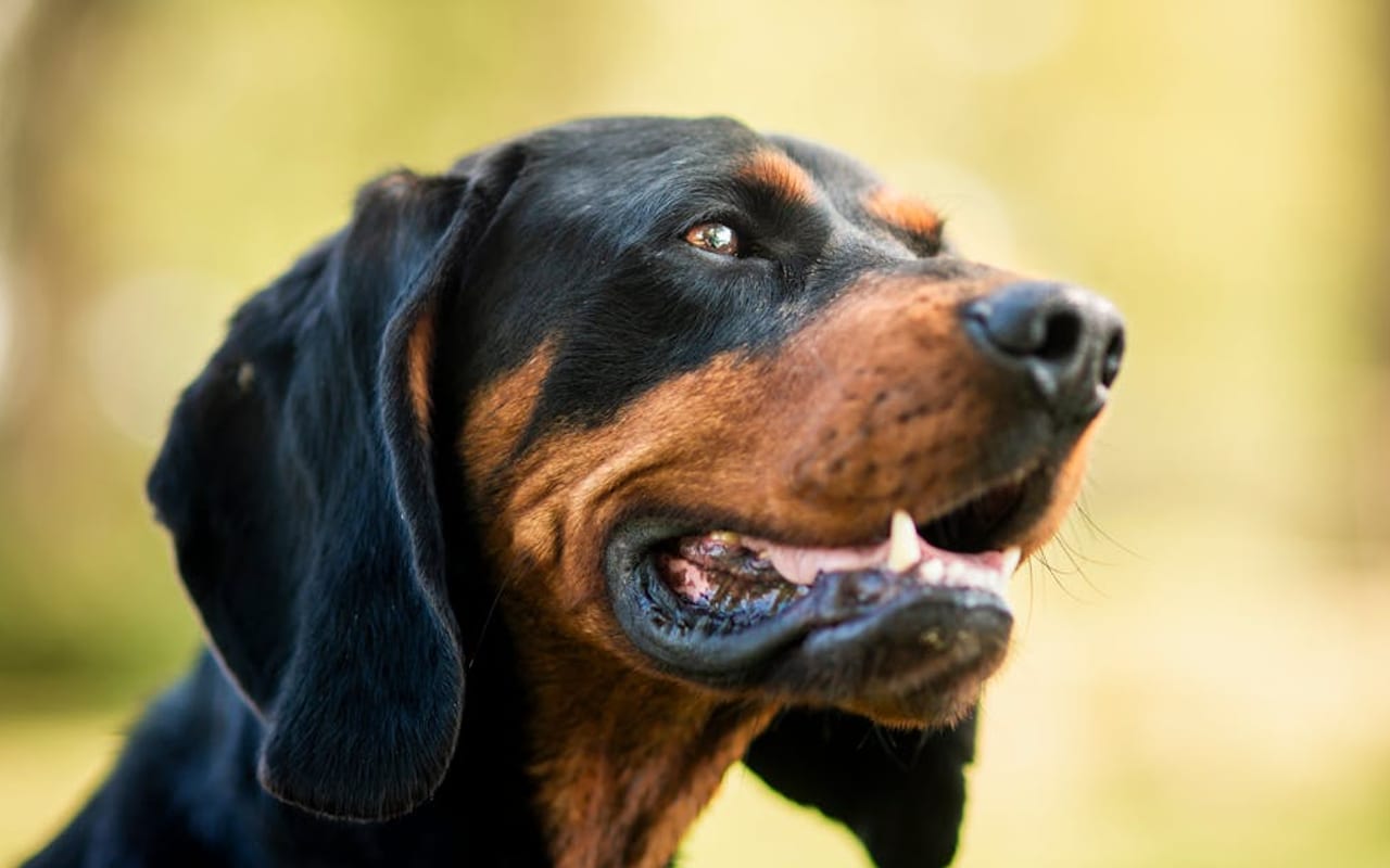 Black and Tan Coonhound — gallery 3
