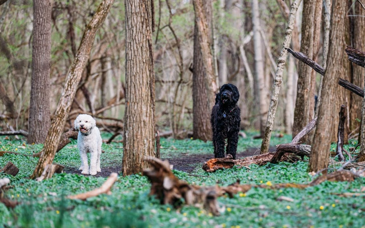 Black Russian Terrier — gallery 4