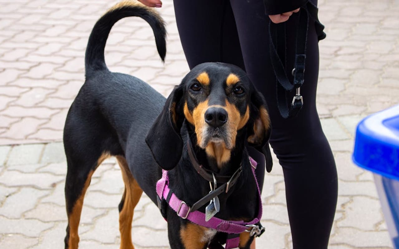 Bloodhound — gallery 2
