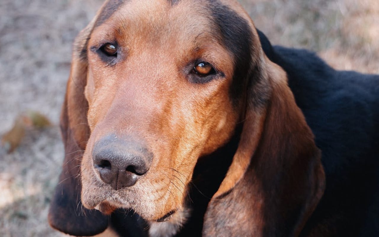 Bluetick Coonhound