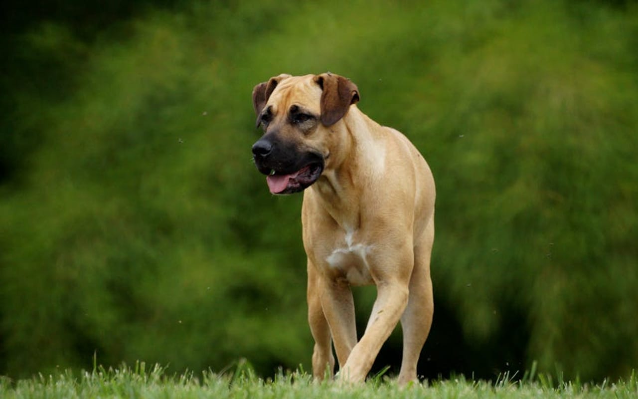 Boerboel — gallery 4