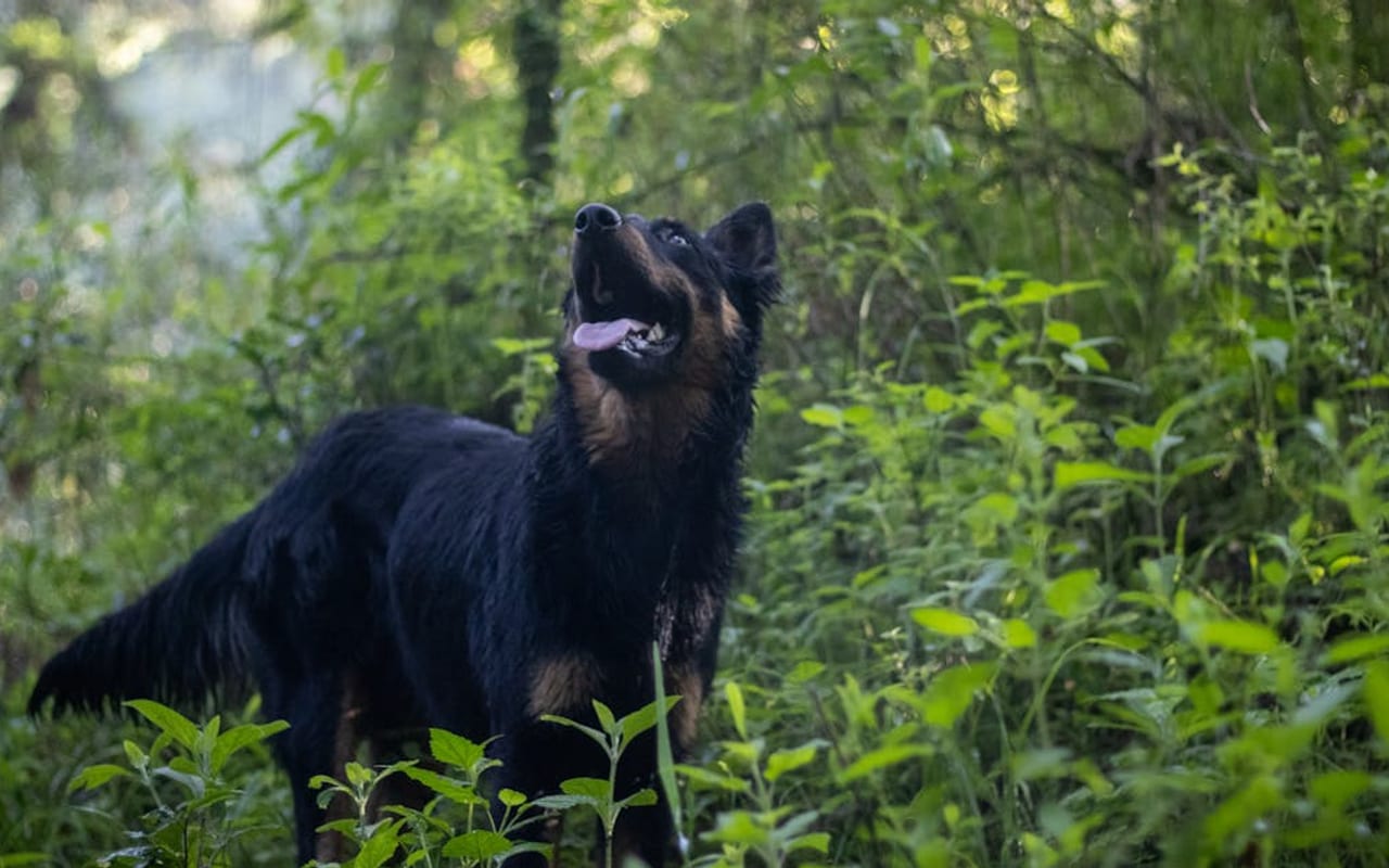 Bohemian Shepherd — gallery 2