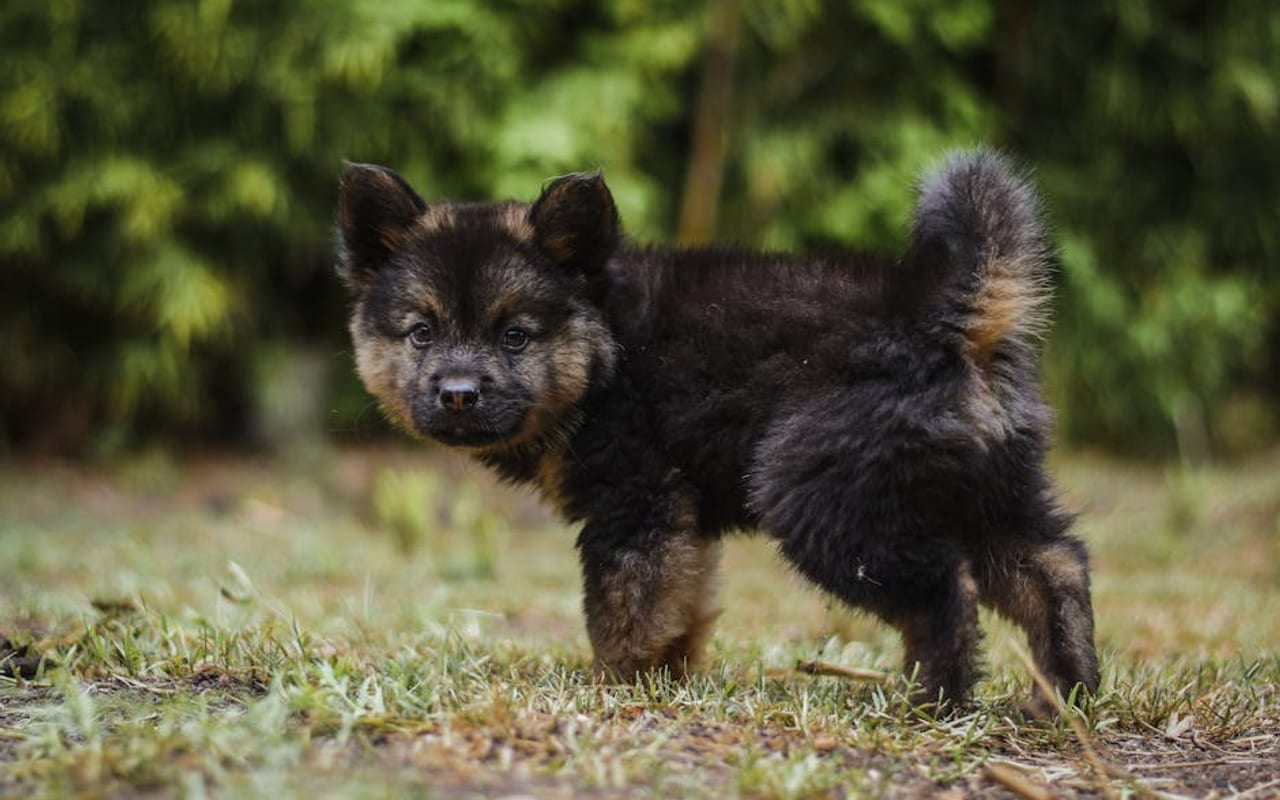Bohemian Shepherd — gallery 4