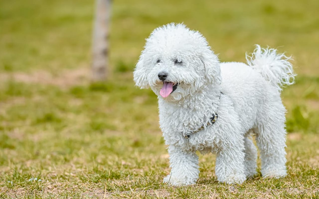 Bolognese dog breed portrait