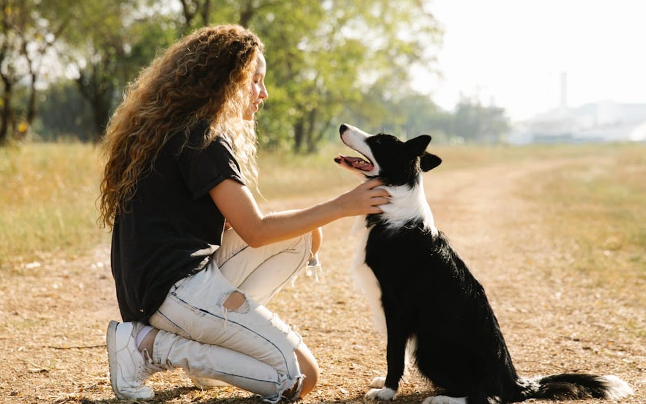 Border Collie — gallery 2